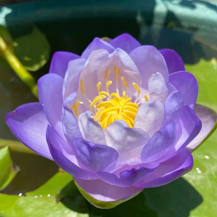 Flor de Lótus Bonsai - 🌸 A Sagrada (Compre 1 Leve 2)